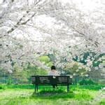 20 Cherry Blossom Photography Tips (Including Best Locations)