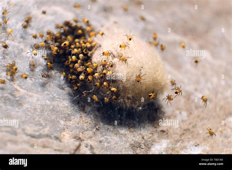 Baby Yellow Spiders Hi Res Stock Photography And Images Alamy