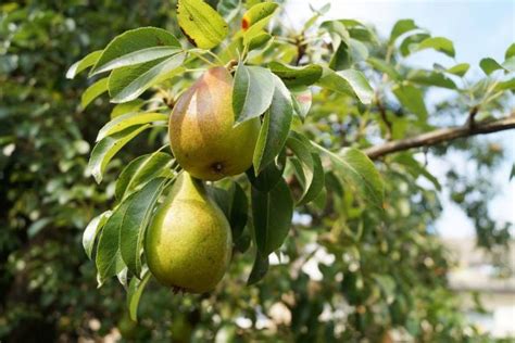 Arbres Fruitiers Bien Choisir Planter Tailler Et R Colter Les Fruits