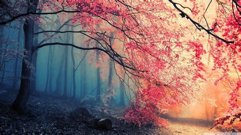 Color Forest Wallpapers - Top Free Color Forest Backgrounds ...