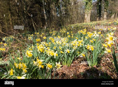 Wild Daffodils On The Edge Of Dymock Woods In The Forest Of Dean