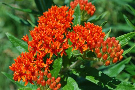 Asclepias Tuberosa Butterfly Weed Orange Milkweed Seeds Etsy