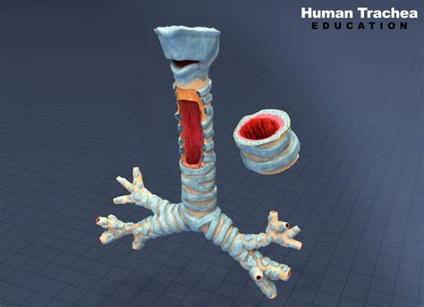 Modelo 3d Tráquea Humana Con Textura Turbosquid 1482879