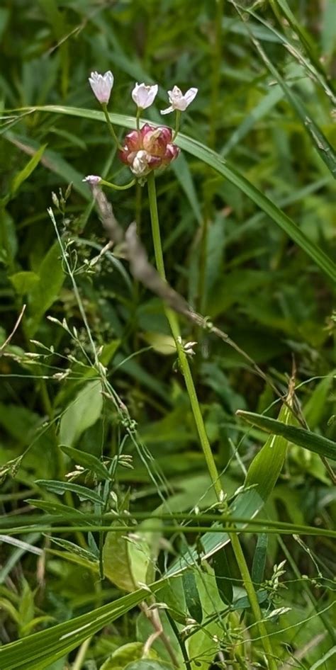 Canadian Meadow Garlic From Keswick Ridge NB E6L Canada On June 29