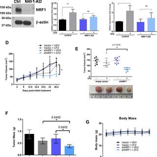 Nrf Knockdown In A Tnbc Xenograft Mouse Model Sensitizes Tumors To