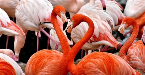 Free Madison Llatkert Flamingo Flamingo Photos Pixabay