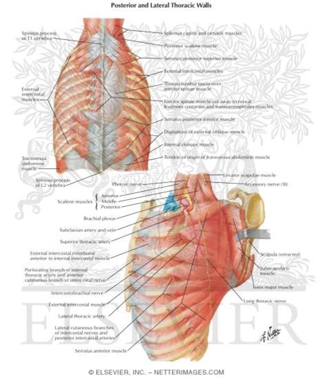 Dorsal Aspect of Thorax Posterior and Lateral Thoracic Walls