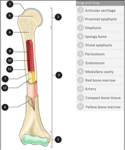 Medical Terminology For Health Professionals 8th Edition Flashcards