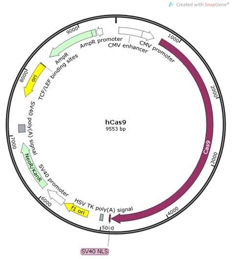 Hcas9载体质粒图谱 优宝生物