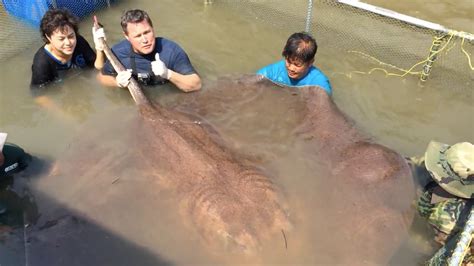 Giant Stingray Might Be The Largest Freshwater Fish Ever Caught The