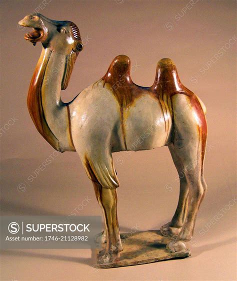 Two Humped Bactrian Camel Max Ht Cm Tang Dynasty China