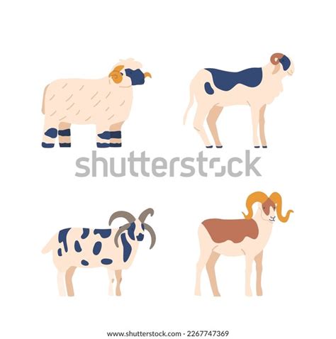 Different Breeds Sheep Distinct Fur Patterns Stock Vector (Royalty Free) 2267747369 | Shutterstock