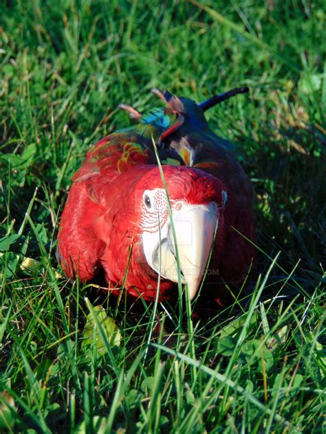 baby Red-and-green macaw by Dayssi on DeviantArt