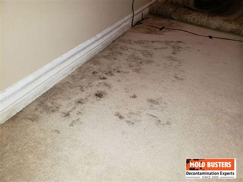 Mold Remover Car Carpet