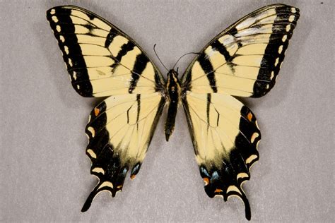 Common Butterflies — Texas Insect Identification Tools