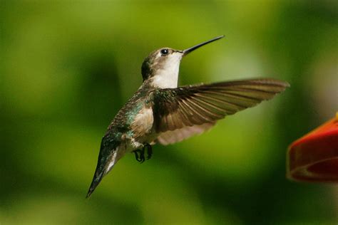 Hummingbird In Connecticut Summer 2011 Flickr Photo Sharing