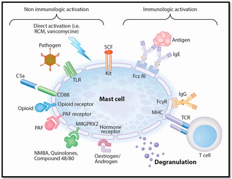 Mast Cells and Mast Cell Activation Syndrome 101: What to know if you ...