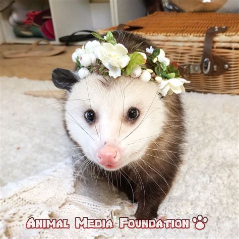 Do male or female North American opossums make better pets? - Animal ...