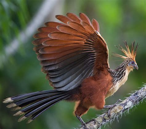 Hoatzin | Animals Wiki | Fandom | Weird birds, Exotic birds, Pet birds