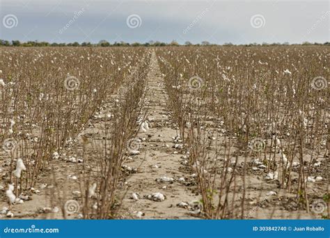 Cotton Plantation after Harvest Stock Photo - Image of growth, field ...