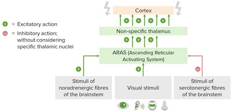 Thalamus Anatomy Concise Medical Knowledge