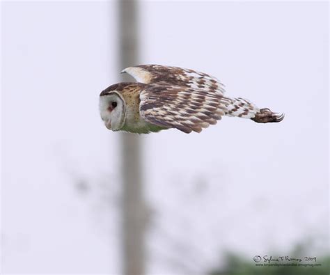 Eastern Grass Owl Tonjiandsylviasbirdlist