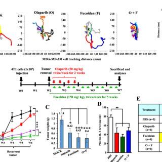 Oligo Fucoidan Combined With Olaparib Therapy Better Prevent Tnbc