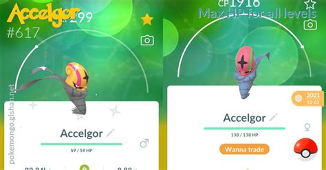 Accelgor Max Hp For All Levels Pokemon Go