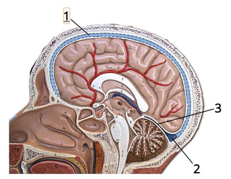 Cardiovascular System Anatomical Modules Anatomy Lab VEINS Flashcards