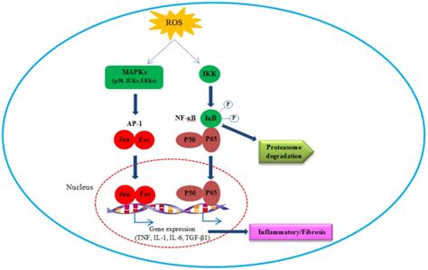 Induction Of Signal Transduction Cascades And Activation Of