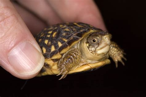 Treating Mouth Rot in Box Turtles - 19 November 2015 - Pet Blog - Veterinary Tips