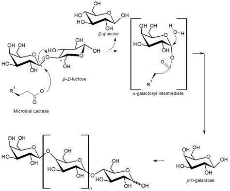 Chemical Equation For Lactase Breaking Down Lactose