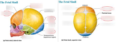 Fetal skull fontanels Diagram | Quizlet