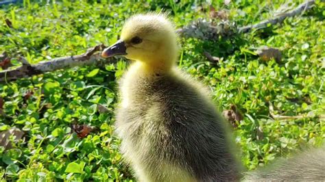 Baby Geese Toulouse Goslings Only 3 Days Old Extreme Cuteness Youtube