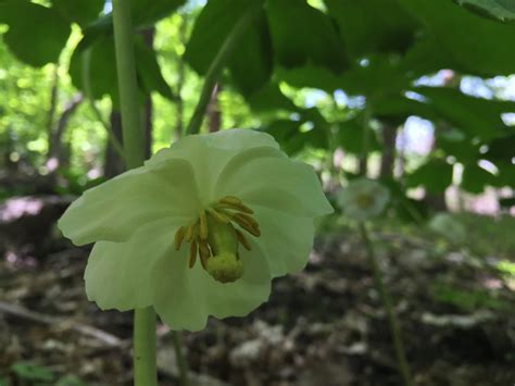 Forest Floor Plants | Trailside Museums and Zoo