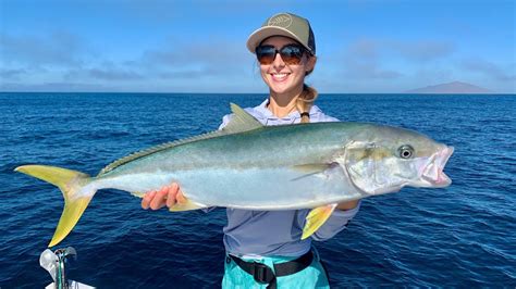 Mexico Yellow Tail Fishing In Mag Bay Striped Marlin Youtube