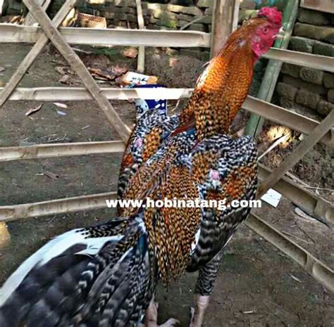 10 Jenis Ayam Bangkok Terbaik Dan Bagus Untuk Dipelihara Hobinatang