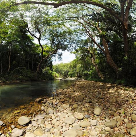 Auvent Des Arbres Couvrant Un Courant Dans Une Jungle Image Stock