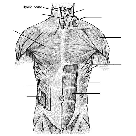 Diagram Of Anterior Muscles Of Neck Chest And Abdomen Quizlet