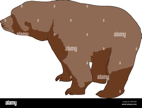 Wild Brown Bear Stock Vector Image And Art Alamy