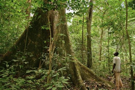 A Look At Major Efforts To Preserve Rainforests In Gabon The Borgen