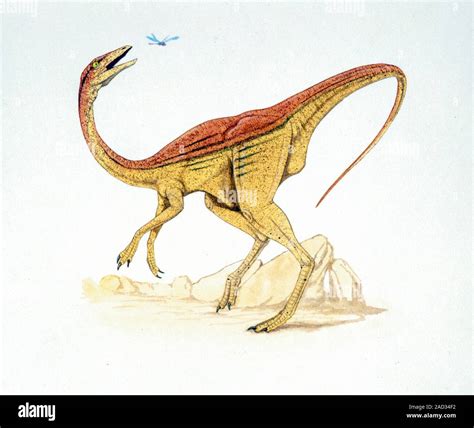 Struthiomimus Dinosaurio Ilustración De Un Equipo Struthiomimus Sp Dinosaurio Atrapar Una