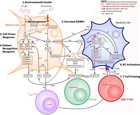 Innate Signaling Pathways Activated By Cellular Stress Lead To Adaptive