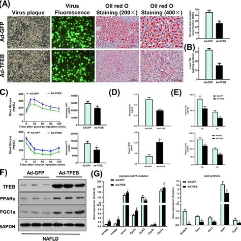 Tfeb Regulates Fgf Expression A Western Blot Analysis Of The