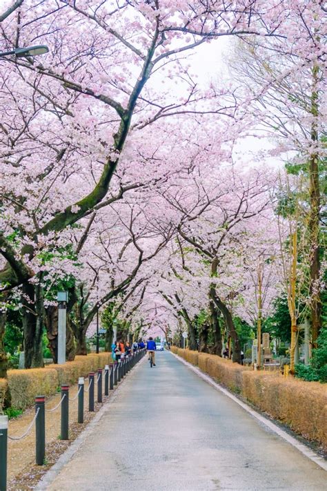 8 Of The Most Beautiful Parks Gardens In Tokyo Tokyo Weekender