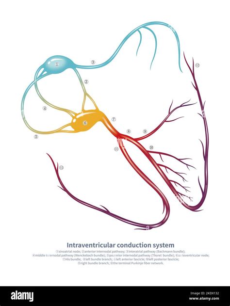 Cardiac conduction system, illustration Stock Photo - Alamy