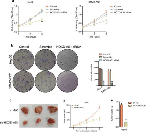 Knockdown Of Hoxd As Suppresses Hcc Cell Growth A Cck Assay Was