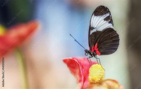 Papillon Pos Sur Une Fleur Stock Photo Adobe Stock