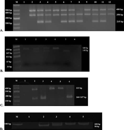 The Electrophoresis Results Of Pcr Products And Restriction