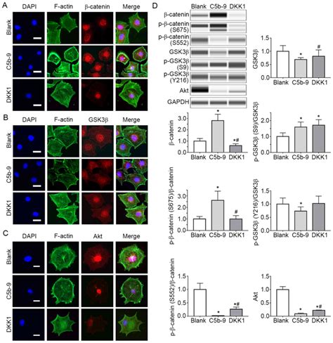 Inhibition Of The Wnt Catenin Signaling Pathway Reduces Autophagy